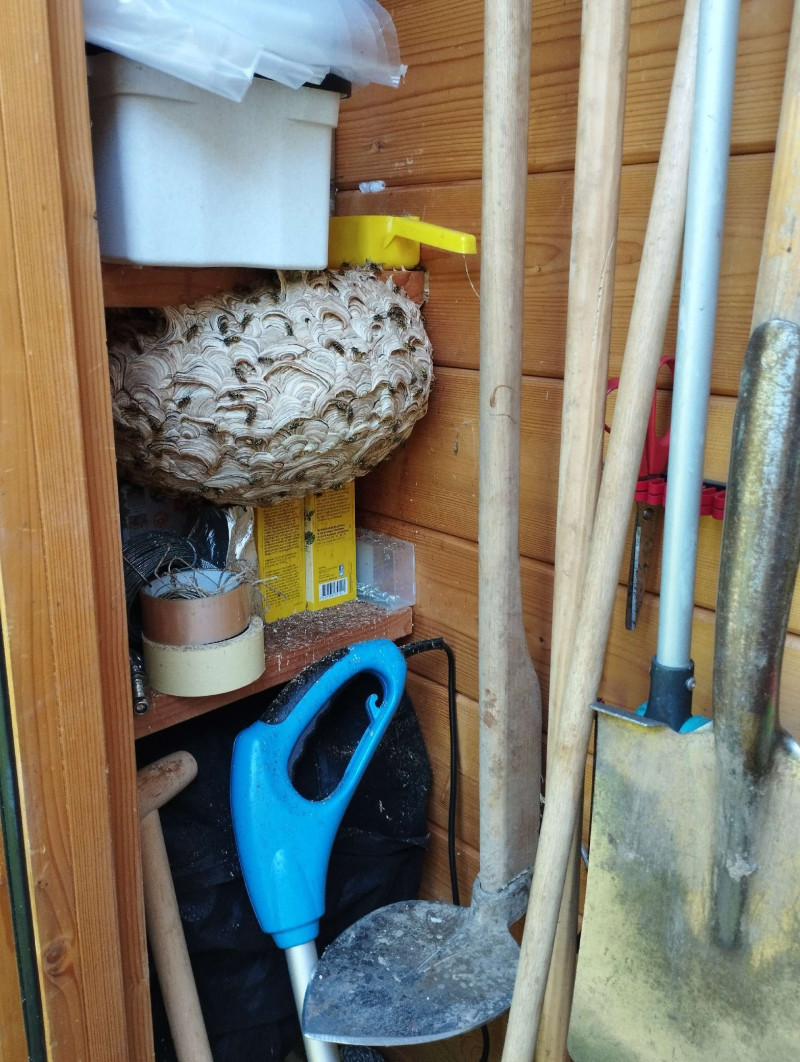 Wespennest entfernen Thurgau