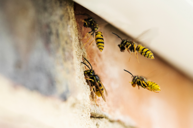 Wespennest entfernen Thurgau